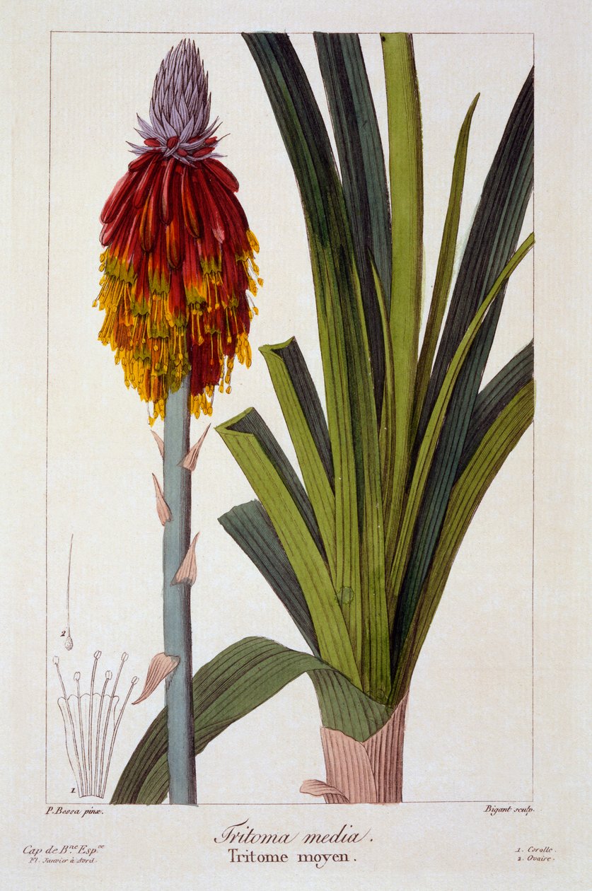 Kniphofia,  pub. 1836. tekijältä Panacre Bessa
