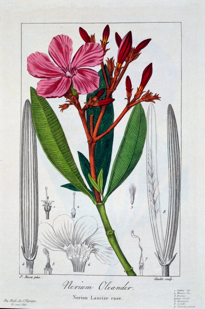 Nerium Oleander, pub. 1836. tekijältä Panacre Bessa