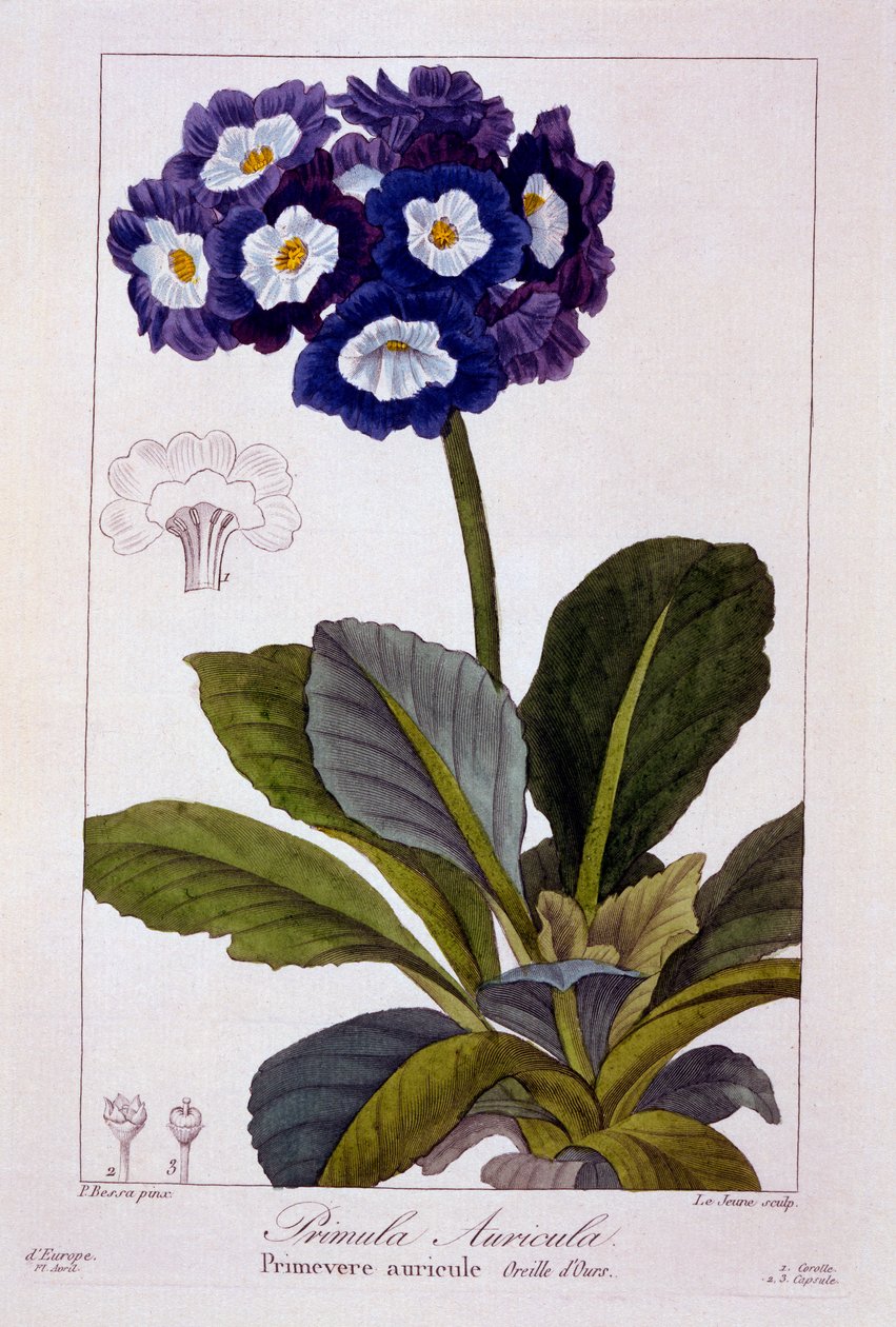 Primula auricula, pub. 1836. tekijältä Panacre Bessa
