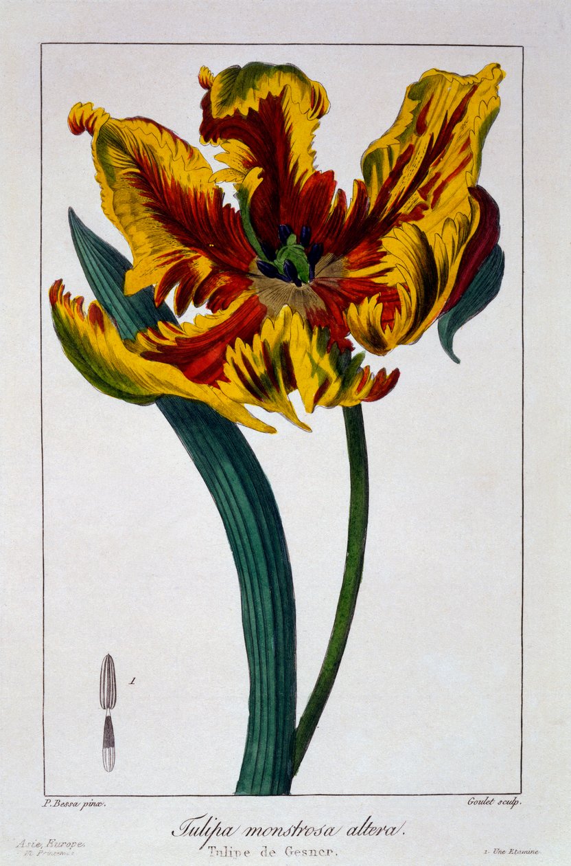Tulppaani "Flaming Parrot", pub. 1836. tekijältä Panacre Bessa