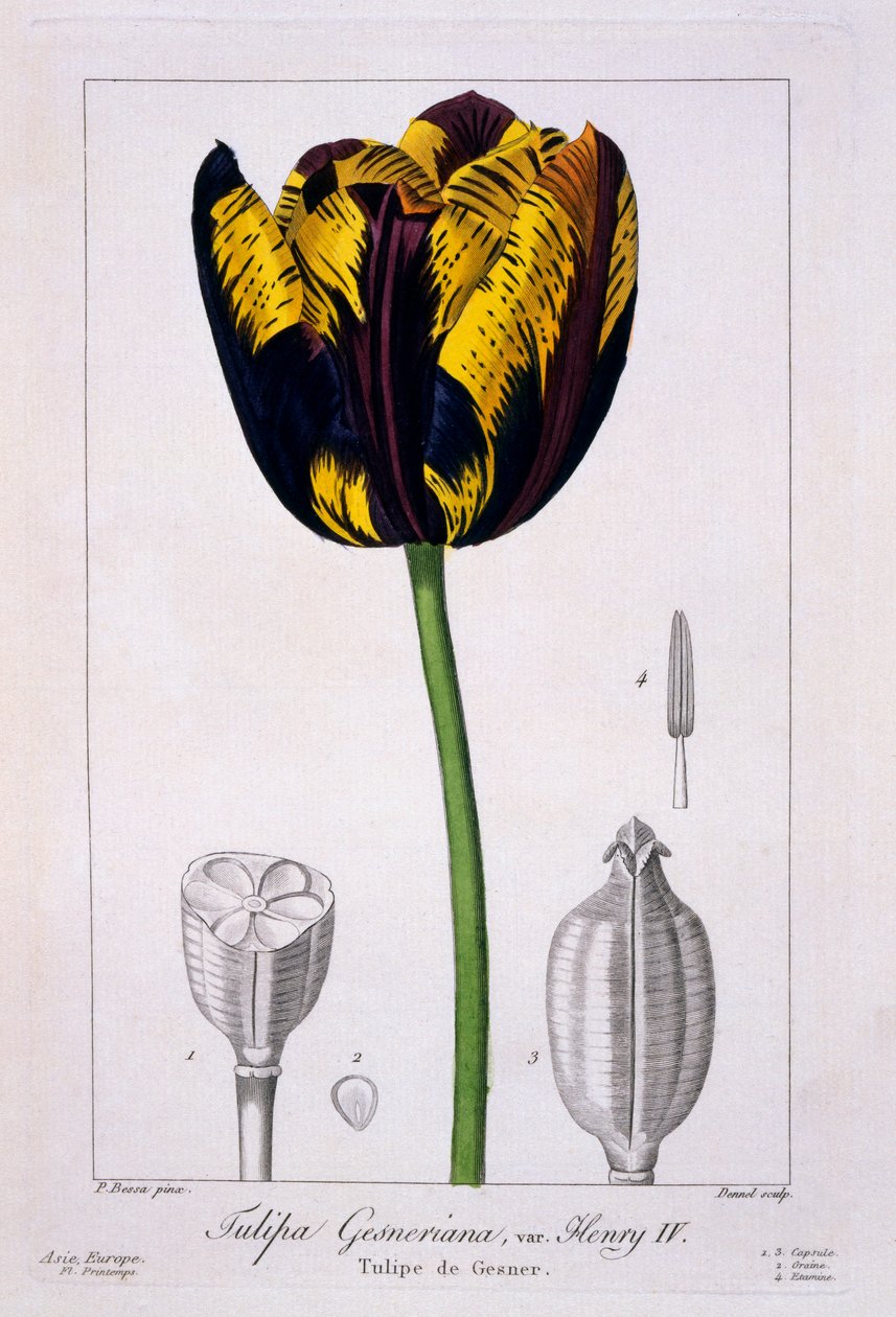Tulipa: Rei Enric IV, pub. 1836. finlandès tekijältä Panacre Bessa