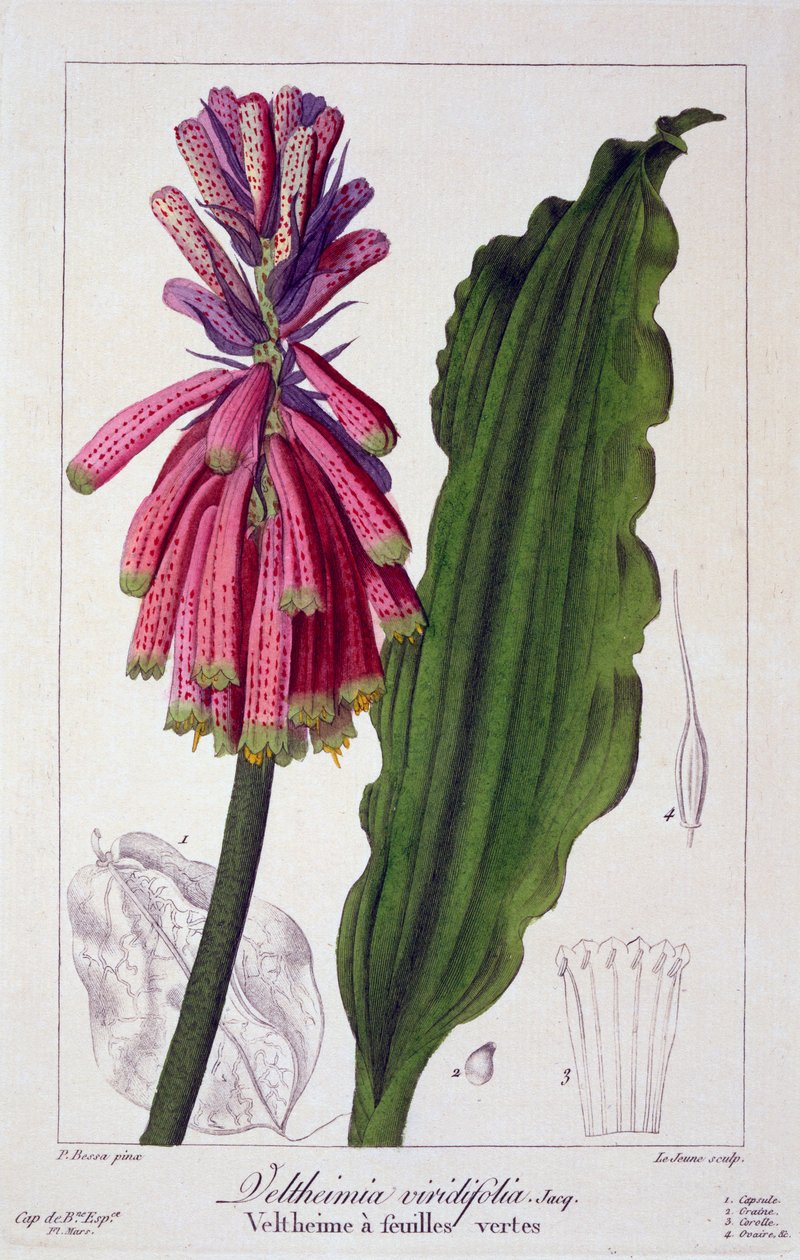 Veltheimia viridifolia, pub. 1836. tekijältä Panacre Bessa