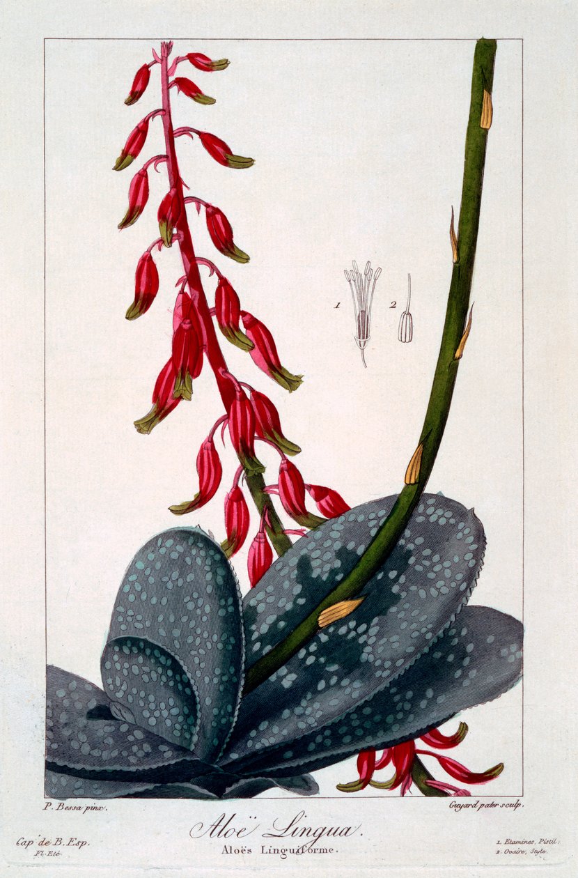 Aloe lingua, 1836 (käsinvärinen kaiverrus) tekijältä Pancrace Bessa