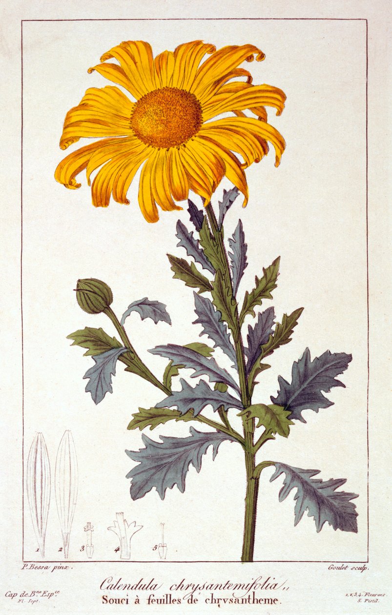 Calendula officinalis eli ruukkukukkamarja, 1836 (käsinvärinen kaiverrus) tekijältä Pancrace Bessa