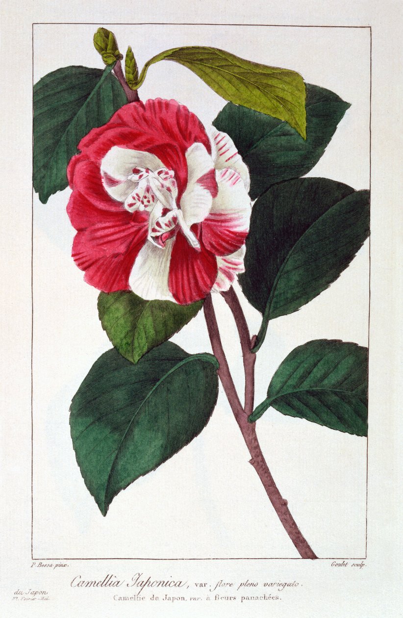 Camellia japonica, 1836 (käsinvärinen kaiverrus) tekijältä Pancrace Bessa