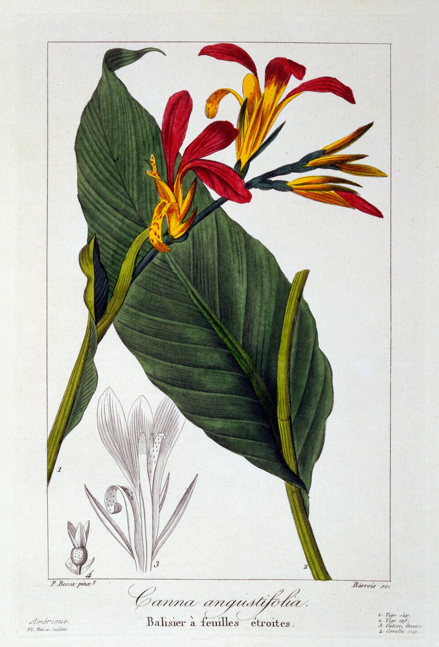 Canna eli intialainen ruiskukukka, 1836 (käsin väritetty kaiverrus). tekijältä Pancrace Bessa