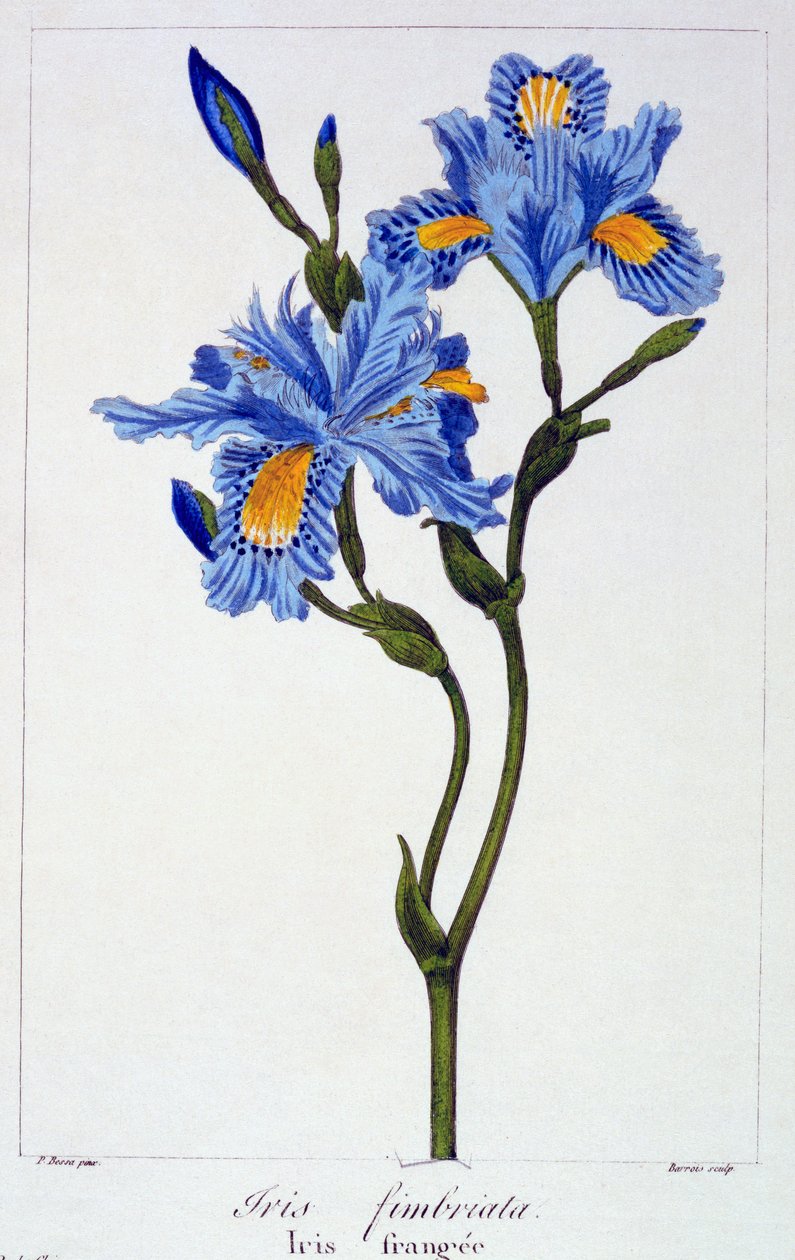 Fringed Iris, 1836 (käsinvärinen kaiverrus) tekijältä Pancrace Bessa