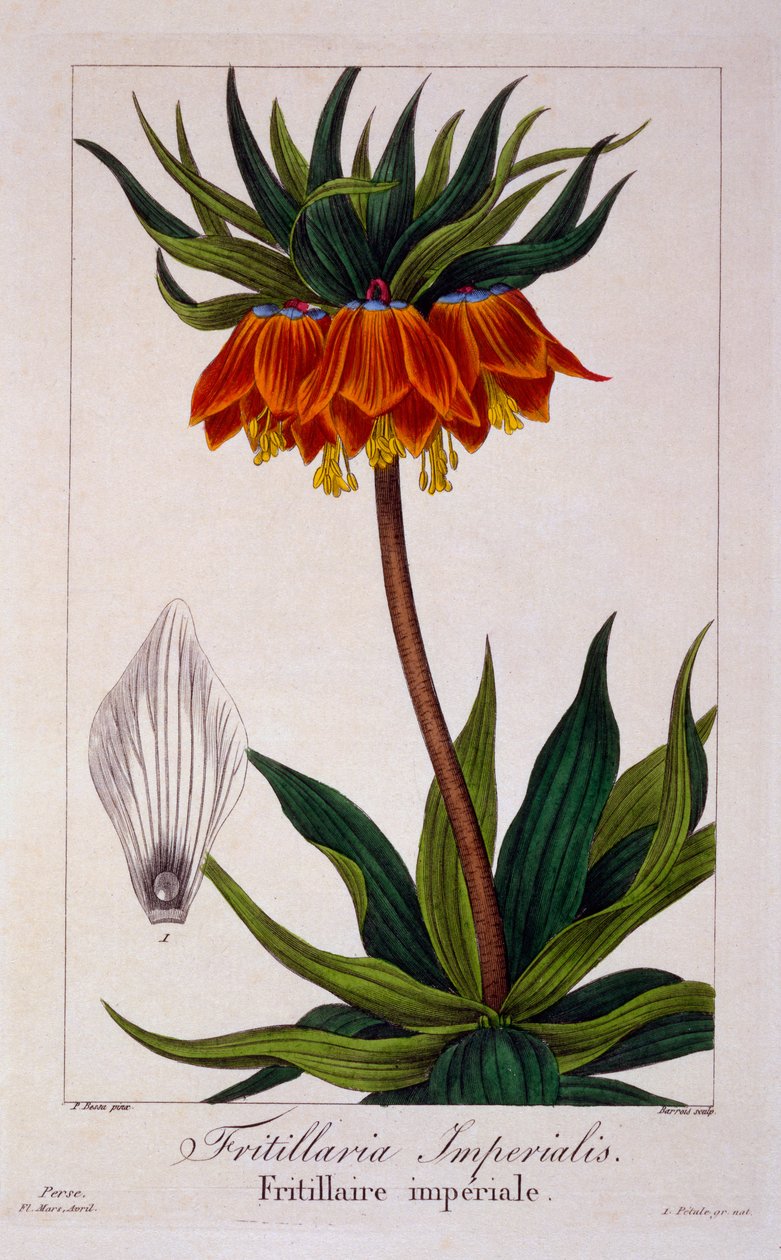 Fritillaria imperialis, 1836 (käsinvärinen kaiverrus) tekijältä Pancrace Bessa