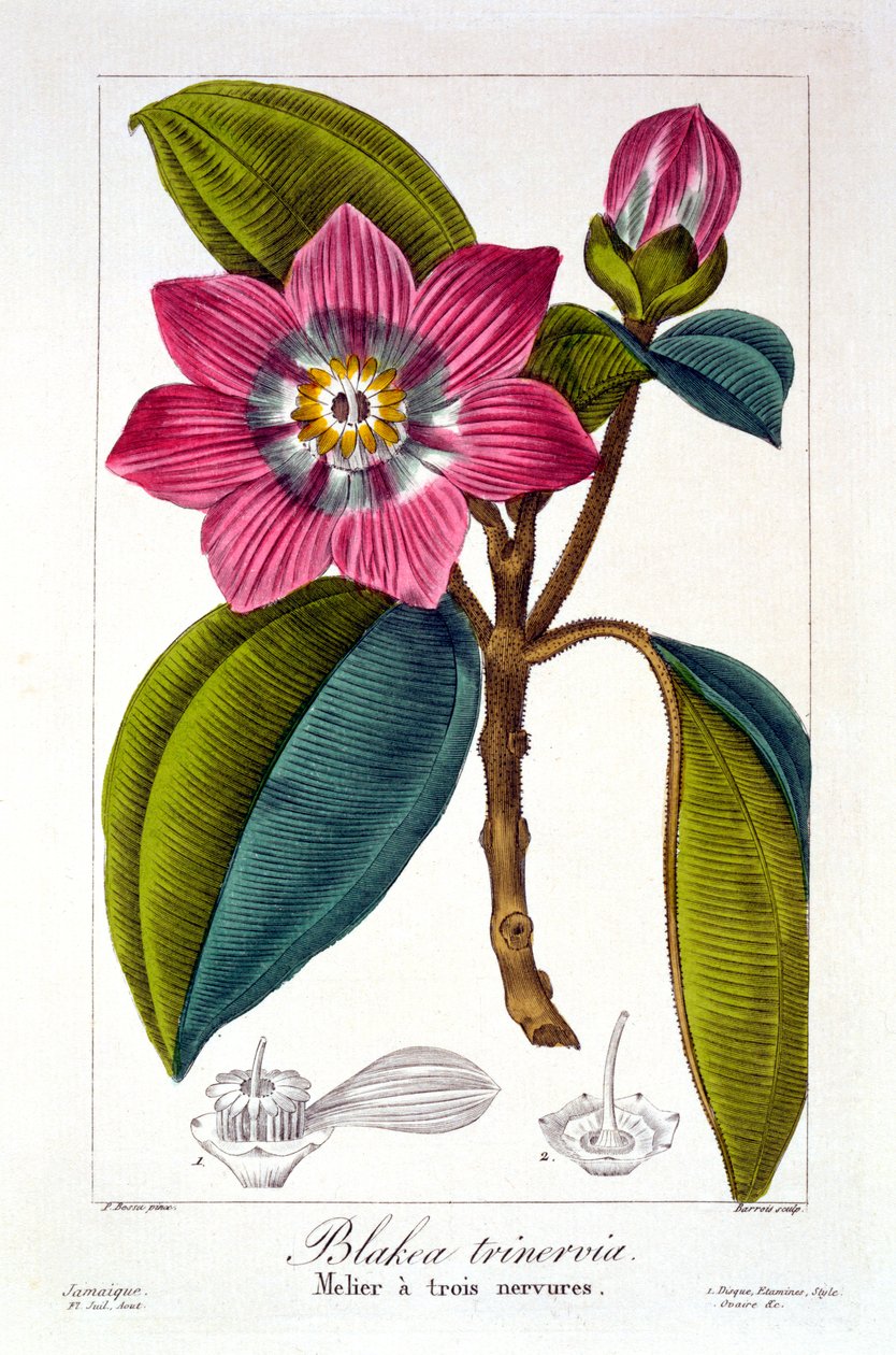 Melier, 1836 (käsinvärinen kaiverrus) tekijältä Pancrace Bessa