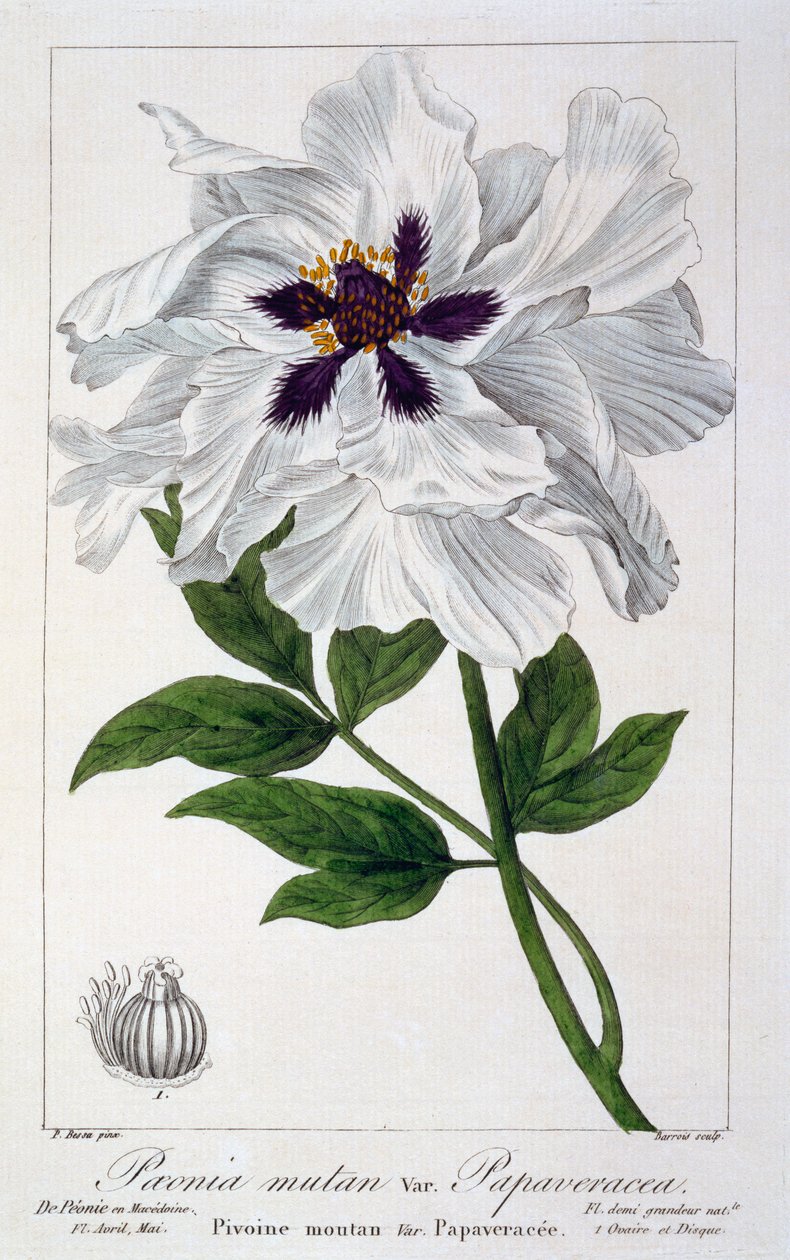 Paeonia suffruticosa, 1836 (käsinvärinen kaiverrus) tekijältä Pancrace Bessa