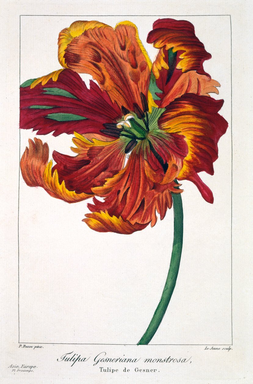 Tulppaani "Firebird", 1836 (käsinvärinen kaiverrus) tekijältä Pancrace Bessa
