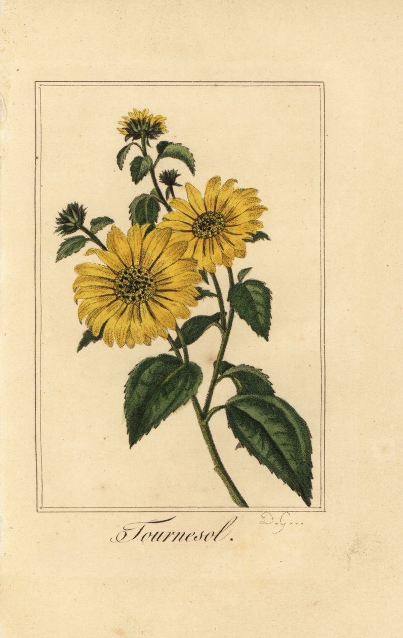 Auringonkukka, tournesol, Helianthus annuus tekijältä Pancrace (after) Bessa