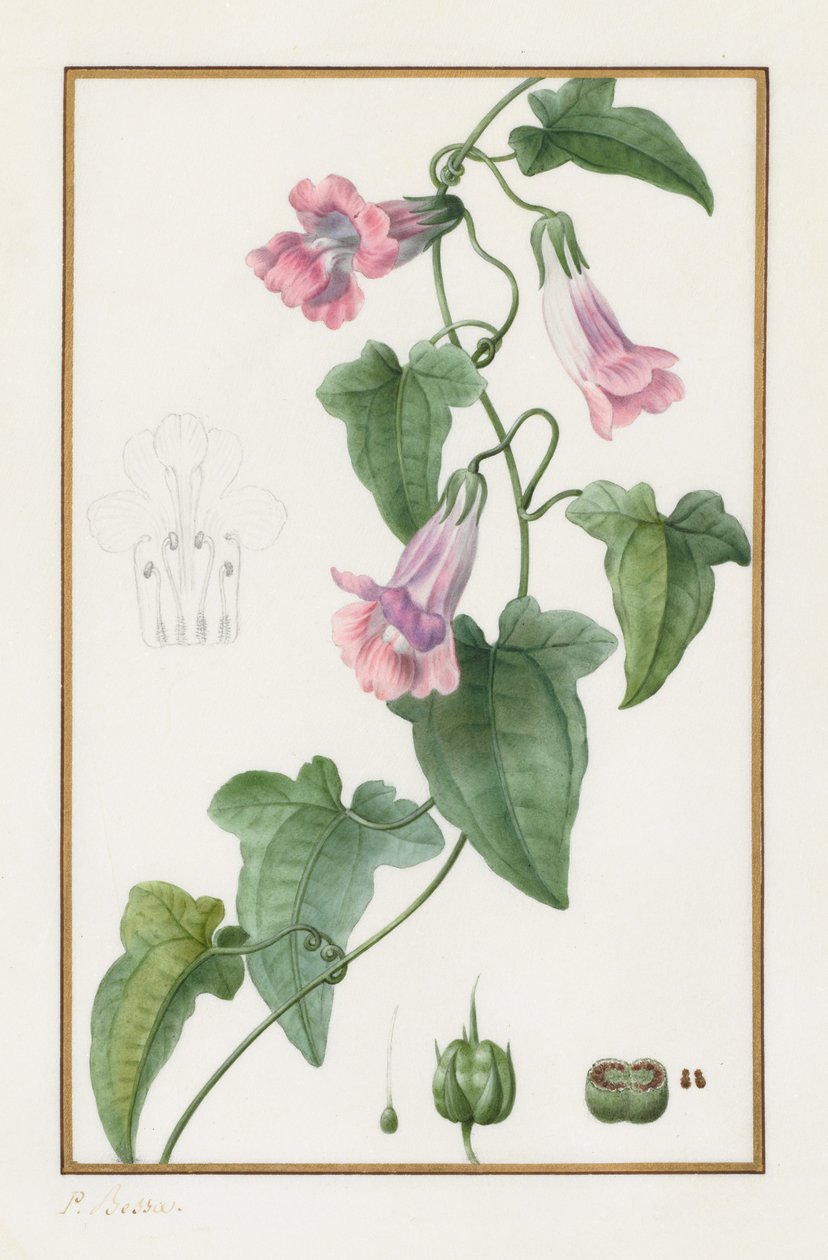 Kasvitieteellinen: Maurándia semperflorens, 1836. tekijältä Pancrace Bessa