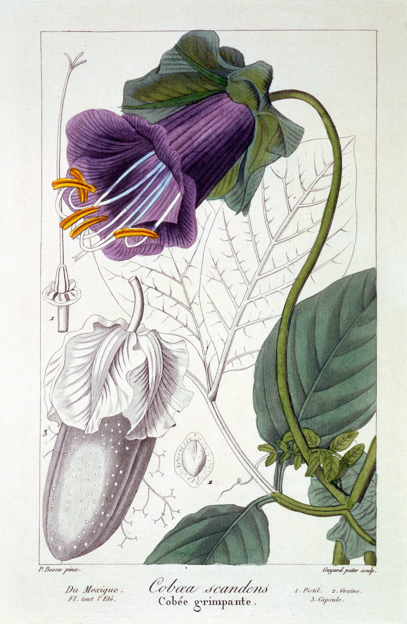 Cobaea scandens, 1836 (käsinvärinen kaiverrus) tekijältä Pancrace Bessa