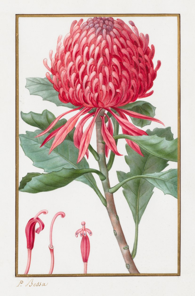 Nimetön, 1828-1835. tekijältä Pancrace Bessa
