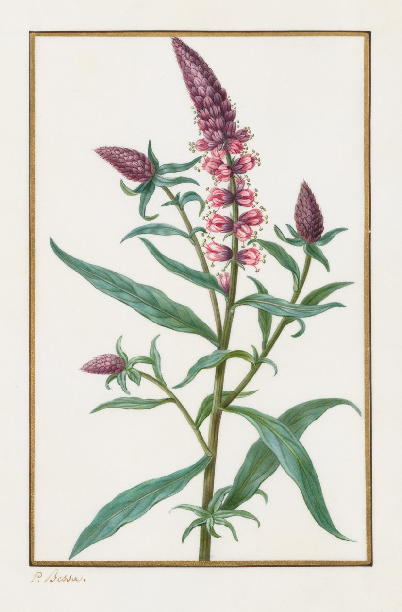 Nimetön, 1828-1835. tekijältä Pancrace Bessa