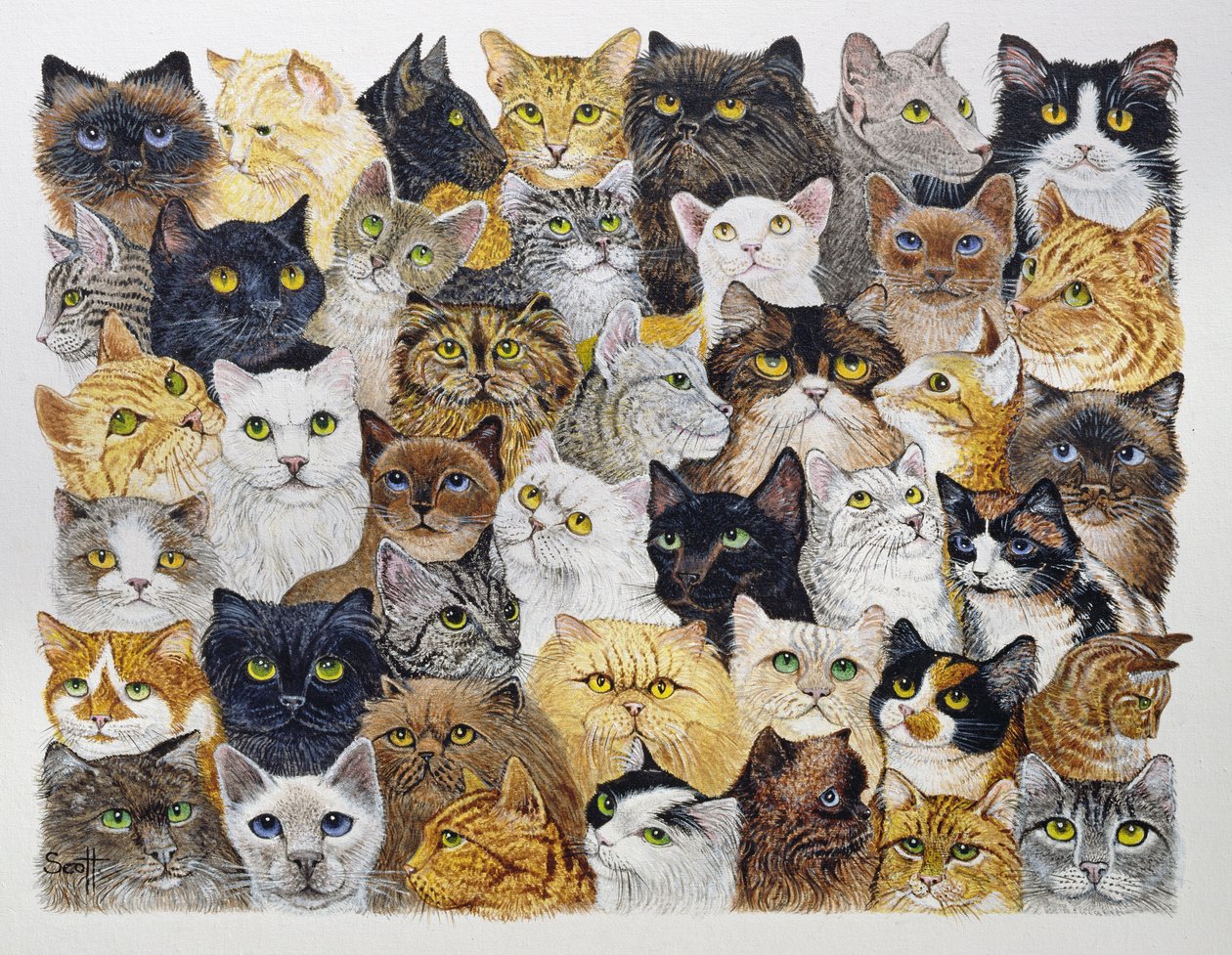Just the Cat