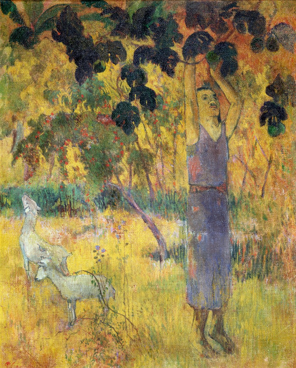 Mies poimimassa hedelmiä puusta, 1897. tekijältä Paul Gauguin