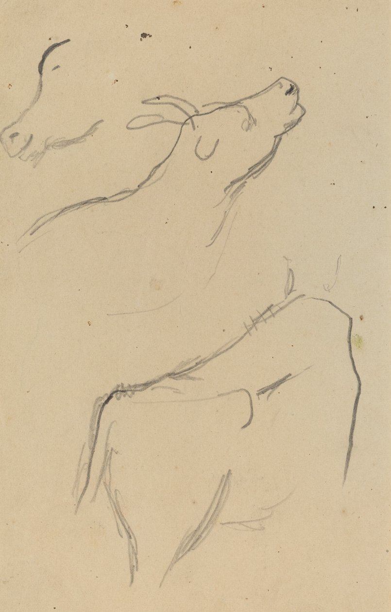 Lehmän tutkimukset [verso] tekijältä Paul Gauguin