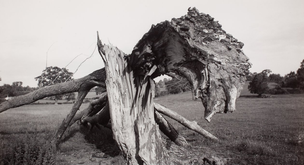 "Monster Field", Carswall