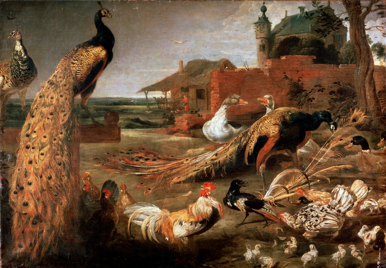 "Crow in Peacock