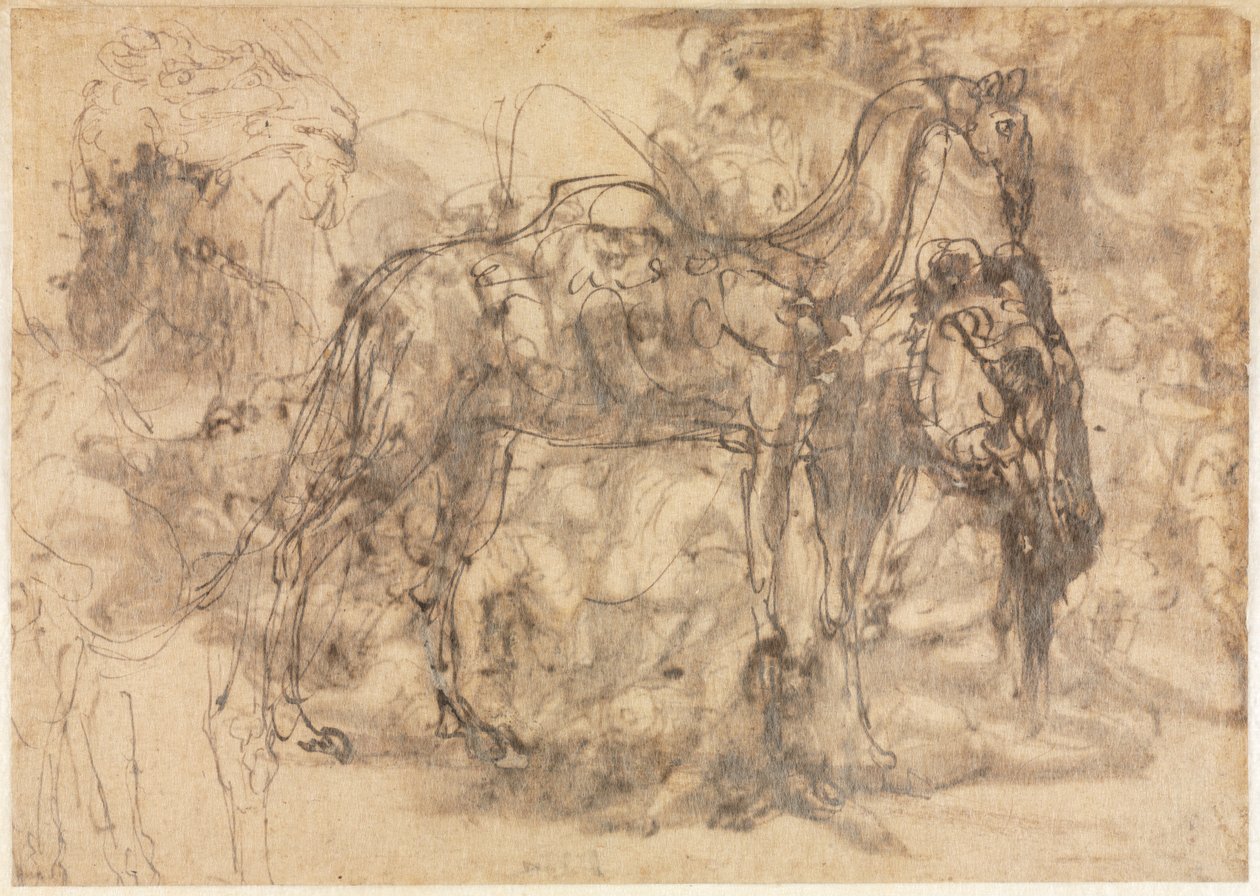 Luonnokset eläimistä verso, c. 154547. tekijältä Perino del Vaga