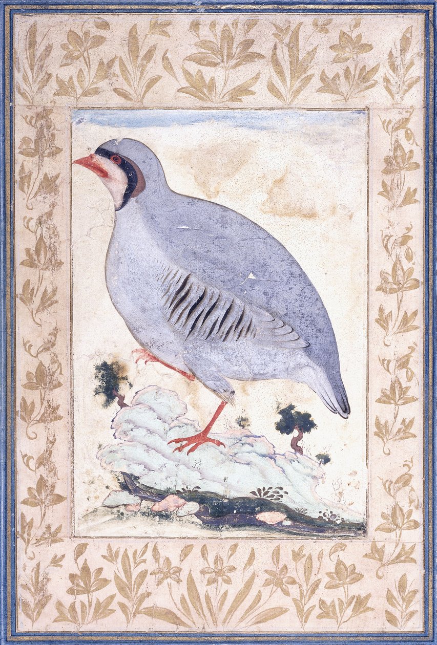 Punajalkainen peltopyy, n. 1700-luvun puolivälissä tekijältä Persian School