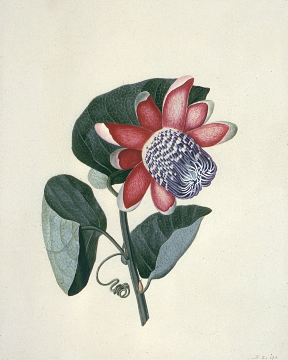 Kukkatutkimukset, 1700-luku tekijältä Peter Brown