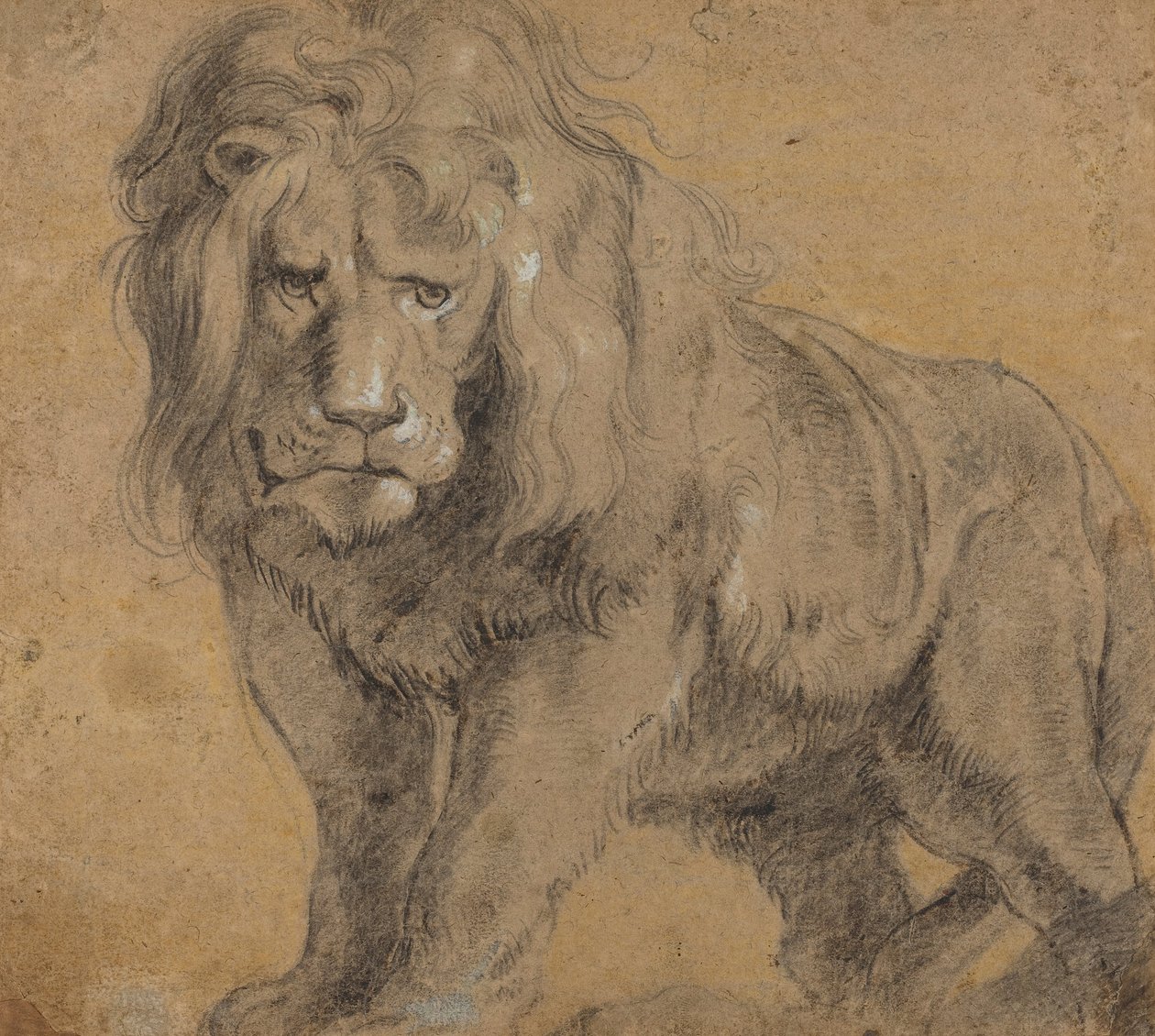 Leijona tekijältä Peter Paul Rubens
