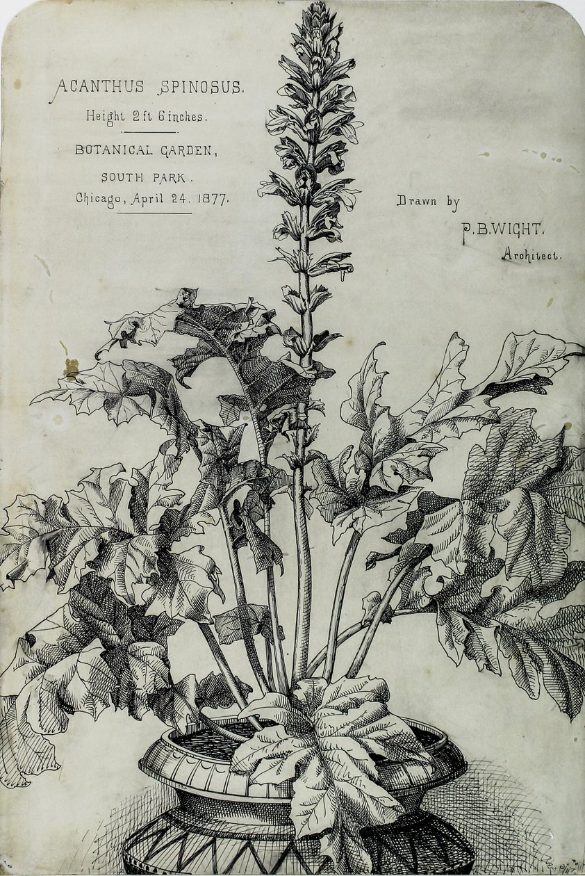 Acanthus Spinosus, Esityspiirrokset tekijältä Peter Bonnett Wight