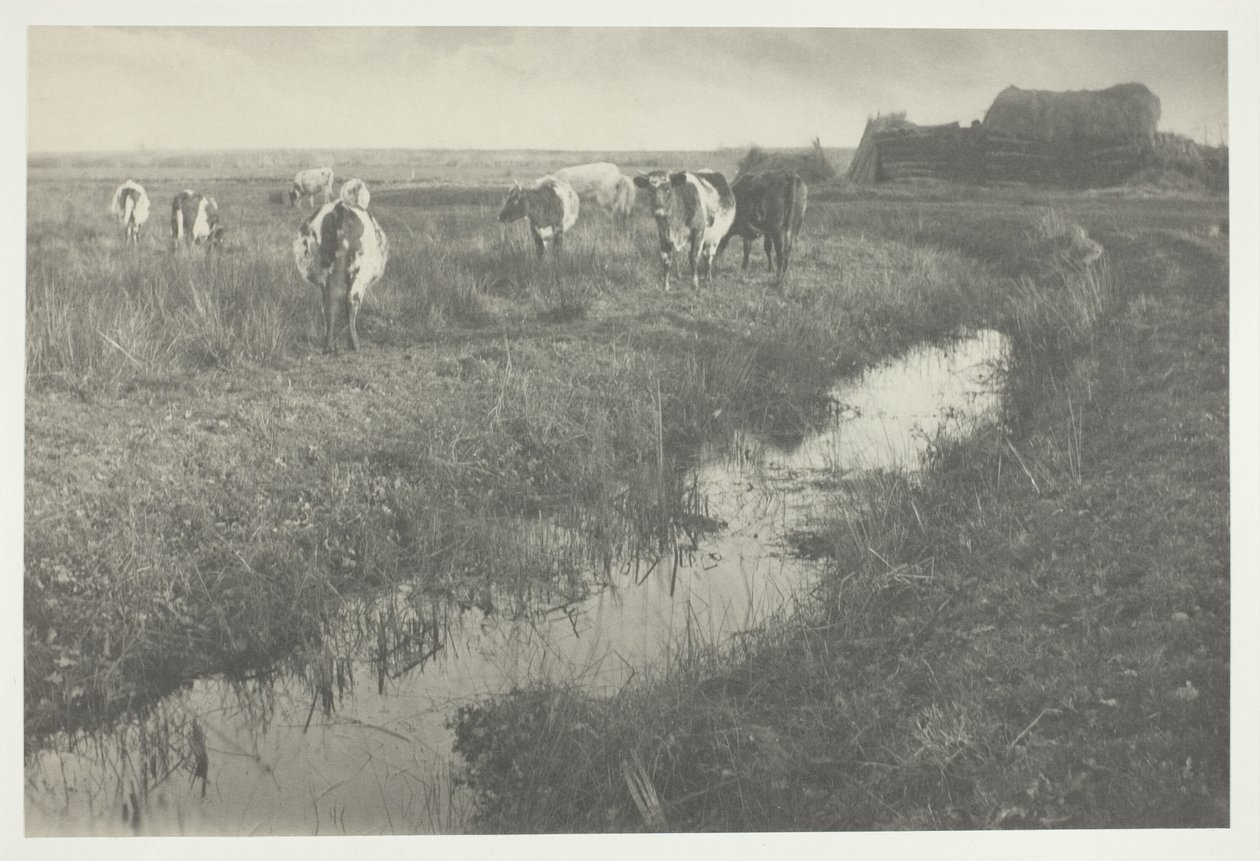 Karja suolla tekijältä Peter Henry Emerson