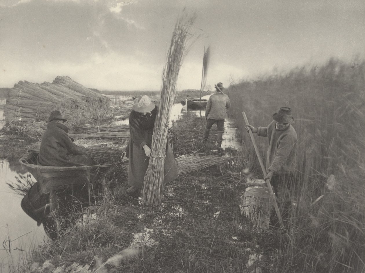 Ruokonkorjuun aikana tekijältä Peter Henry Emerson and T.F. Goodall