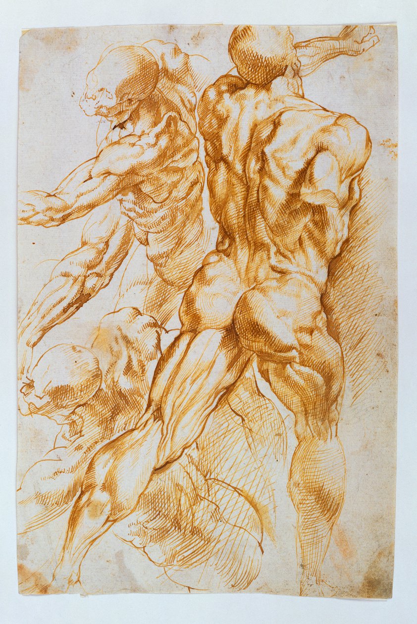 Anatomiset tutkimukset: Alastonkuvat taistelussa tekijältä Peter Paul Rubens