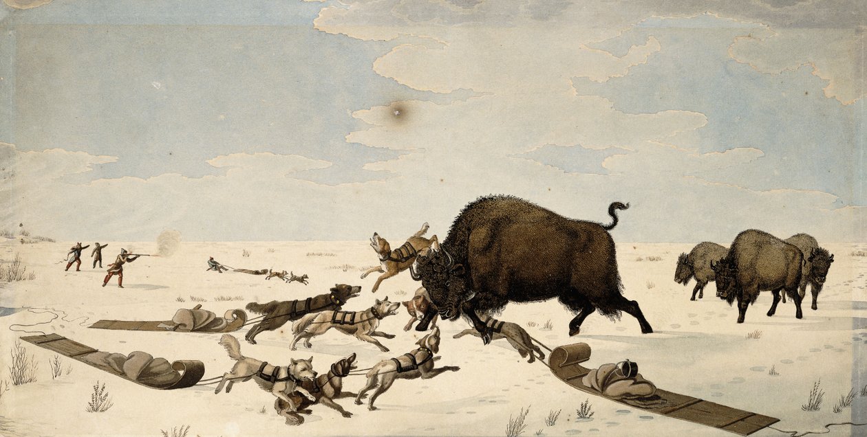 Buffalo Hunt, n. 1822-1824 tekijältä Peter Rindisbacher