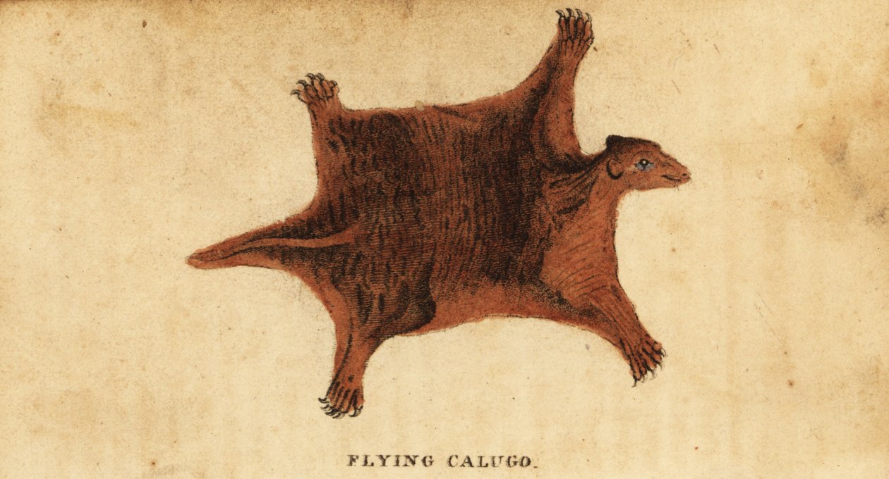 Filippiinien lentävä limuri, Cynocephalus volans., 1800 (kaiverrus) tekijältä Peter Simon Pallas