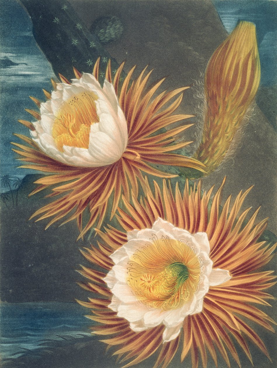 The Night-Blowing Cereus, Robert Thorntonin Floran temppeli, julkaistu 1812 tekijältä Philip after Reinagle