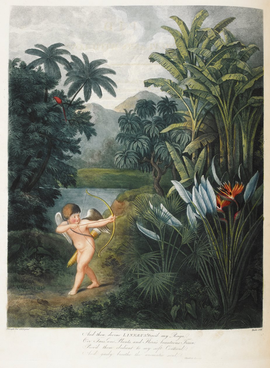 Cupid inspiroivia kasveja rakkaudella. tekijältä Philip (after) Reinagle