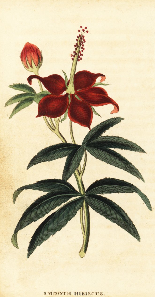 Turkcap, Malvaviscus arboreus., 1800 (kaiverrus) tekijältä Philip Miller