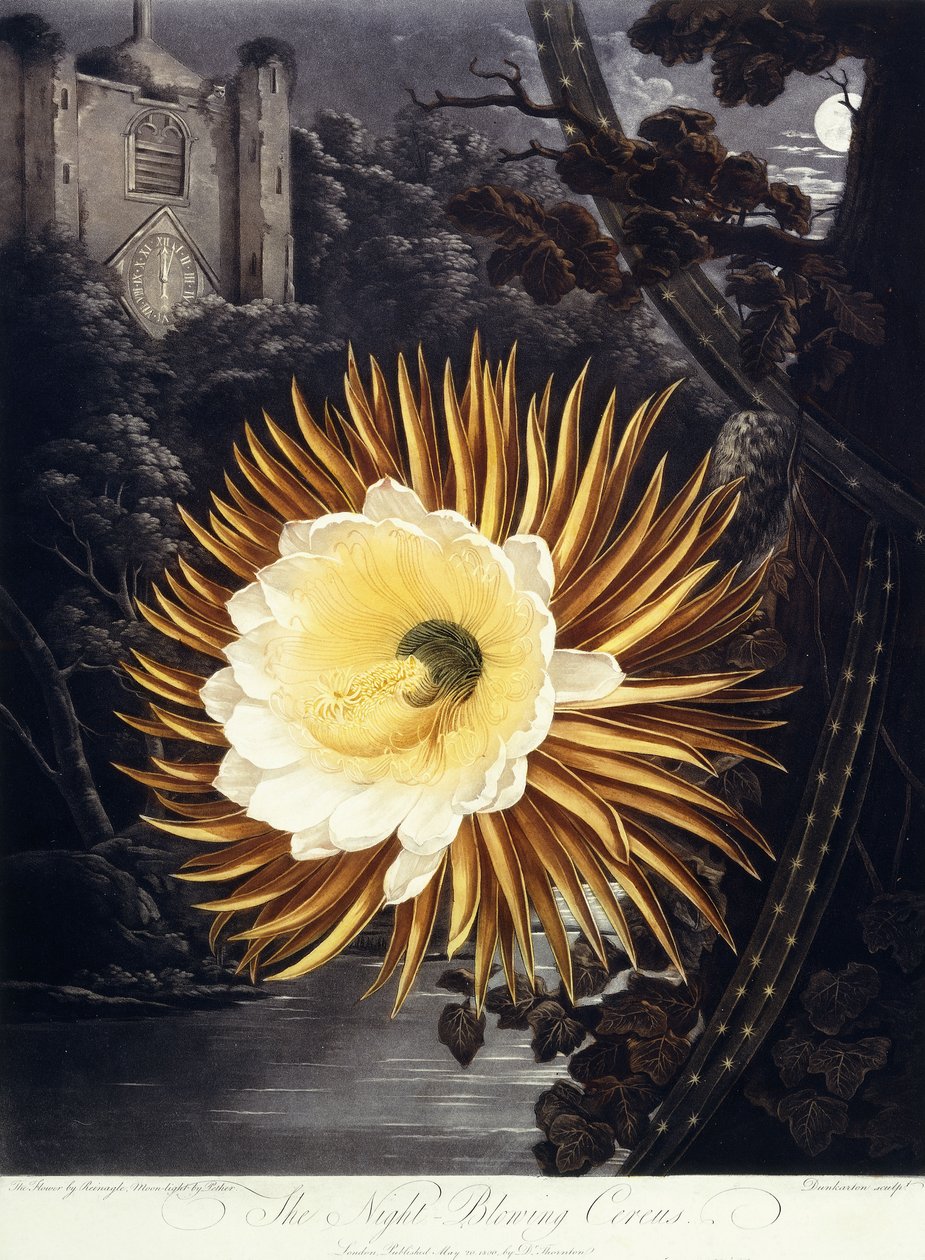 The Night Blowing Cereus, 1800 tekijältä Philip Reinagle