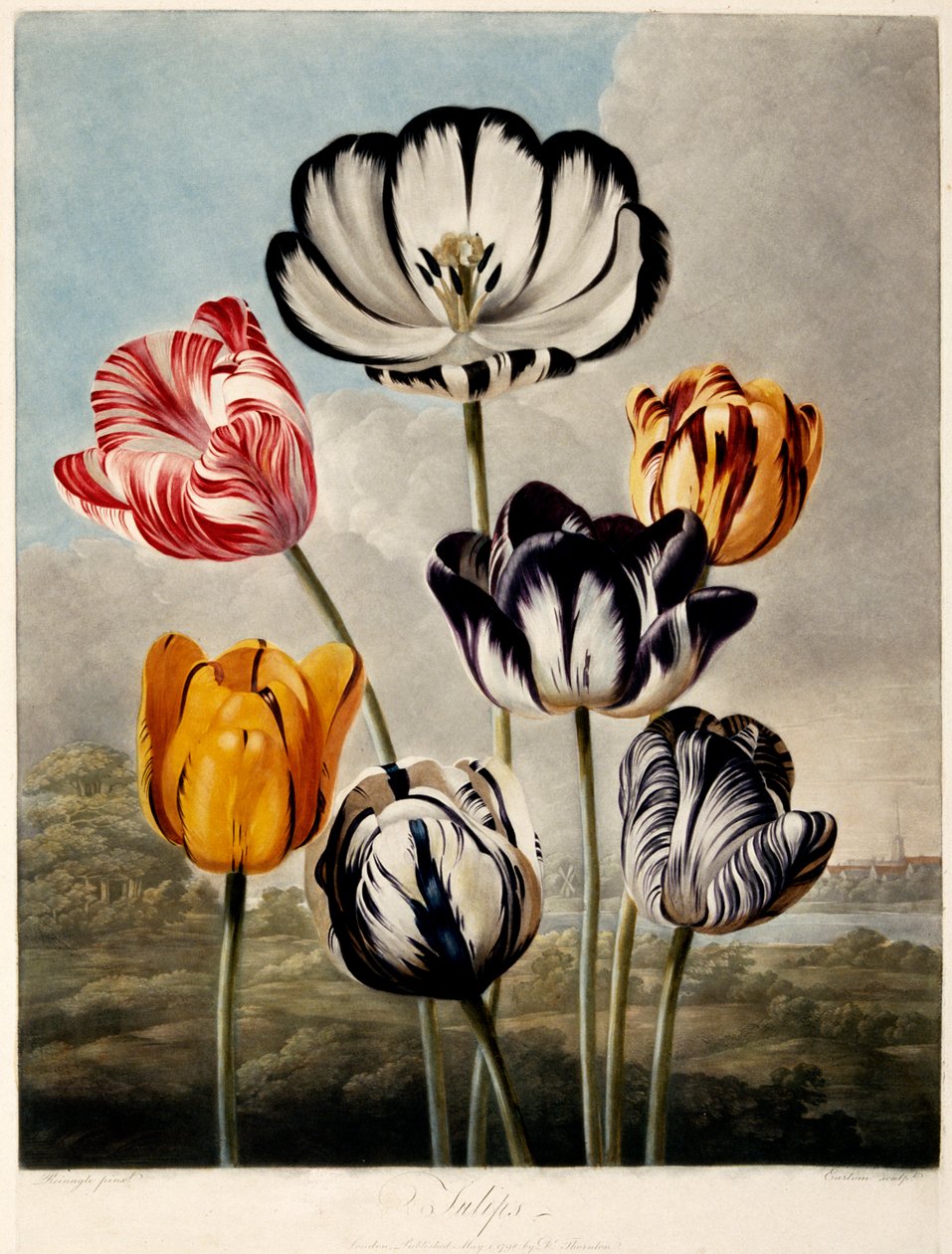 Tulppaanit, 1798. tekijältä Philip Reinagle