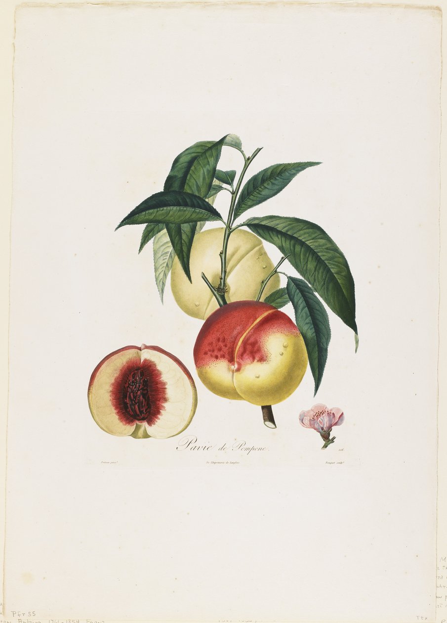 Pavie de Pompone. (Persikat), Traite des Arbres Fruitiers, 1807-35 (käsinvärinen pistekaiverrus) tekijältä Pierre Antoine Poiteau