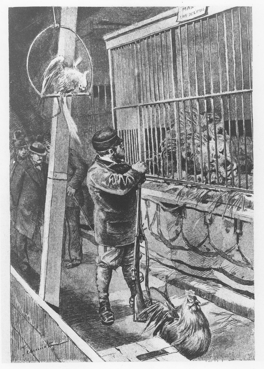 Kuvitus "Tartarin de Tarasconista", kirjoittanut Alphonse Daudet tekijältä Pierre Georges Jeanniot