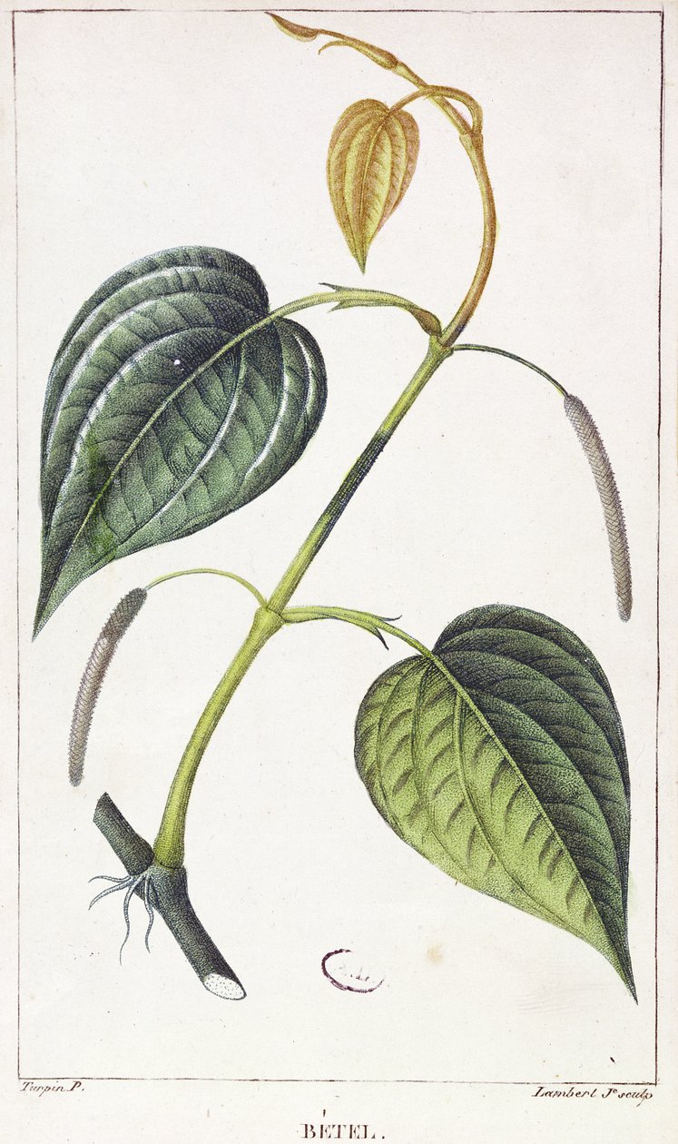 Betel, kasvitieteellinen levy, n. 1810 tekijältä Pierre Jean Francois Turpin