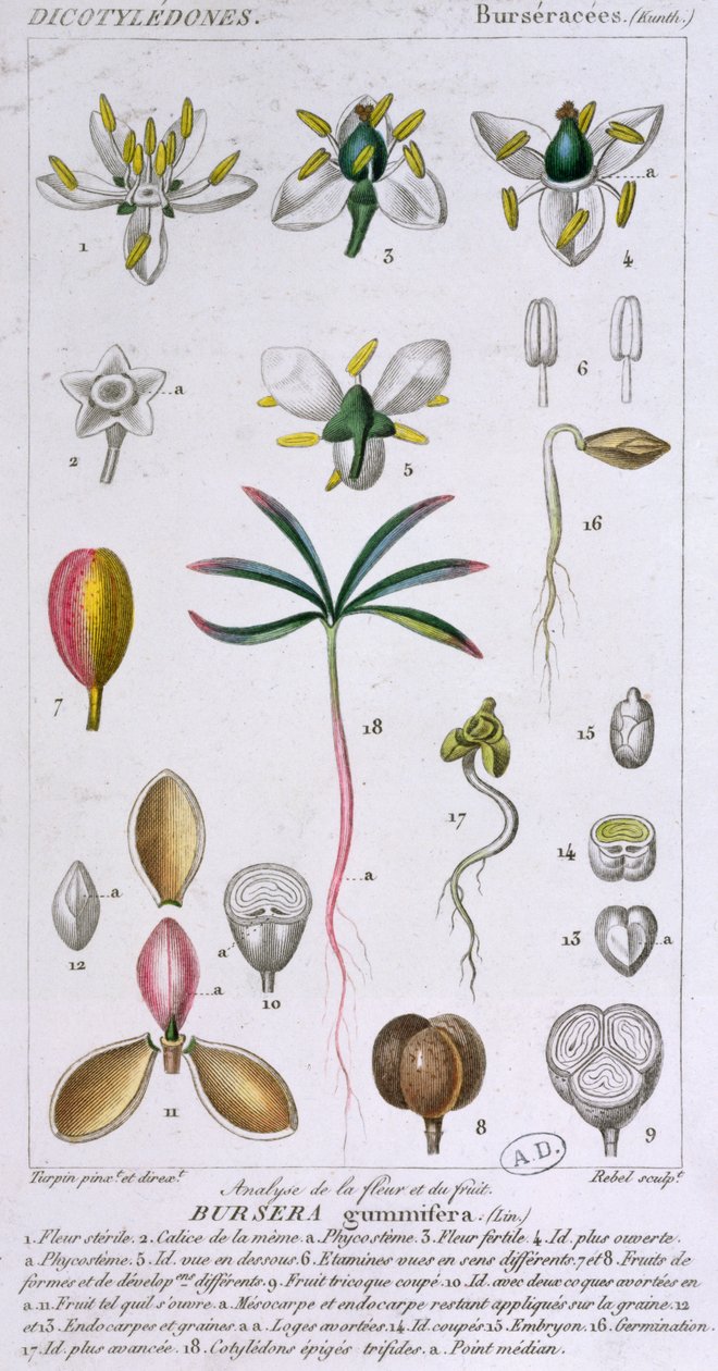 Bursera Gummifera, kaiverrus Rebel c.1810-20 (värikaiverrus) tekijältä Pierre Jean Francois Turpin