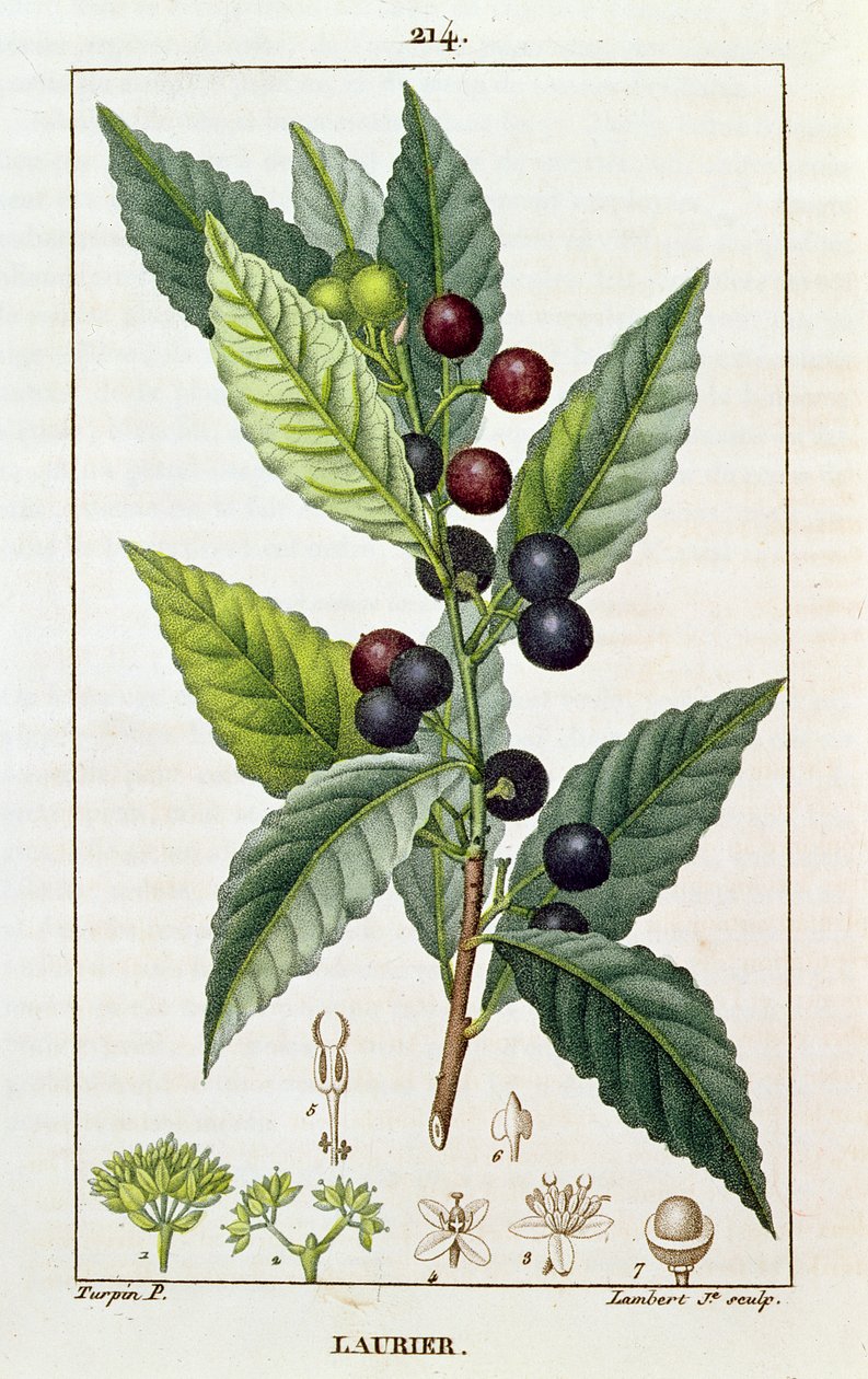 Laurel, kasvitieteellinen levy, n. 1810 tekijältä Pierre Jean Francois Turpin