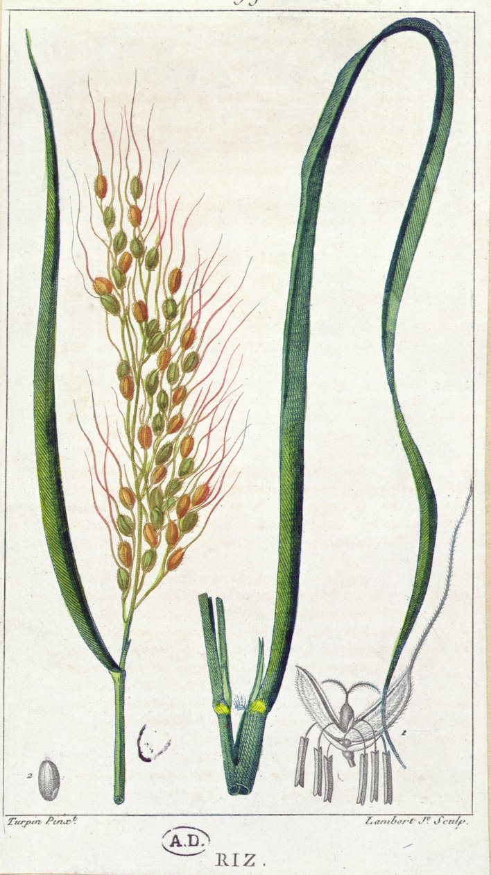 Rice, noin 1820 (värikaiverrus). tekijältä Pierre Jean Francois Turpin