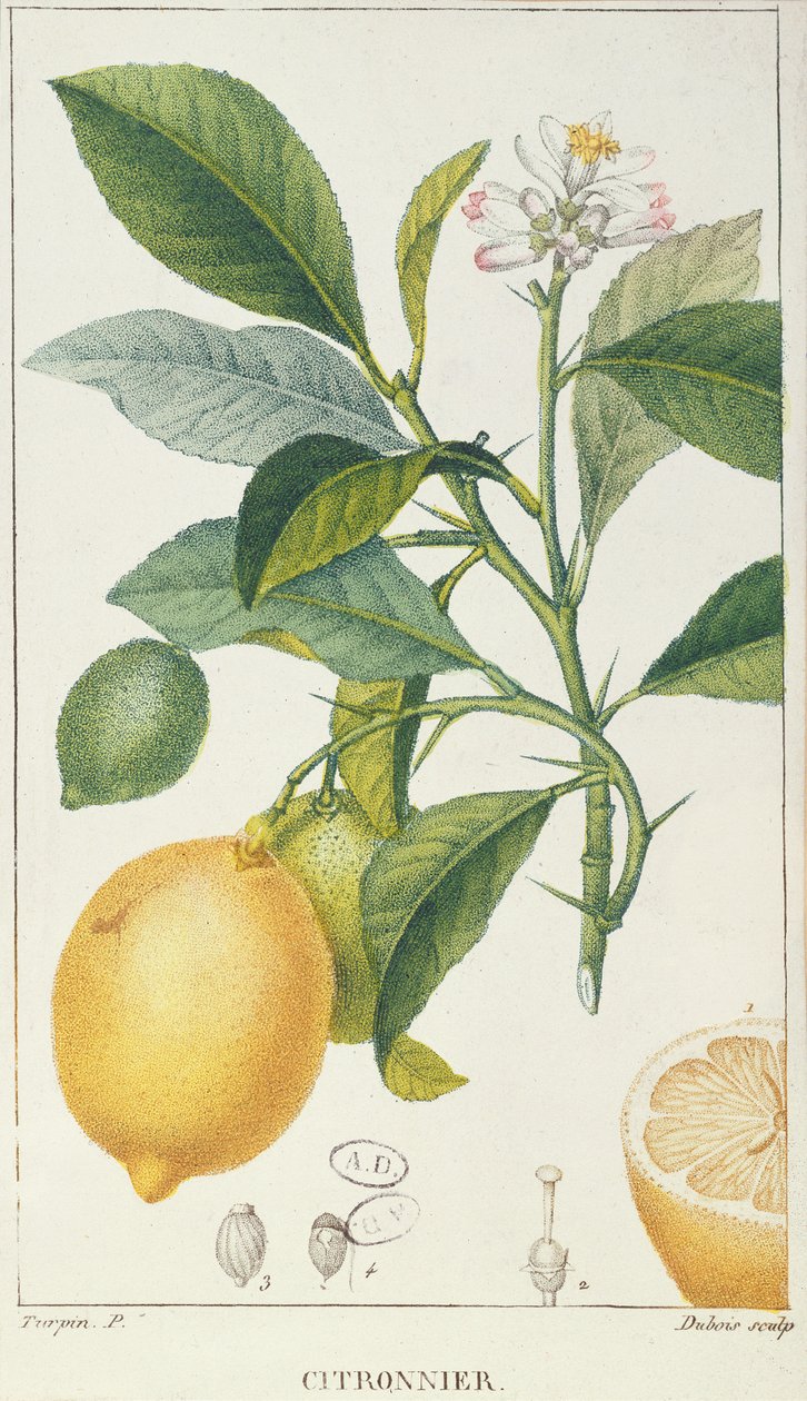 Sitruunapuu, kaivertanut Dubois, n. 1820 tekijältä Pierre Jean Francois Turpin