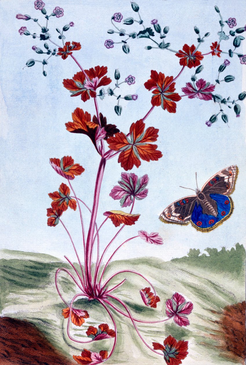 Glossy Cranesbill, n.1766 (käsinvärinen kaiverrus) tekijältä Pierre Joseph Buchoz