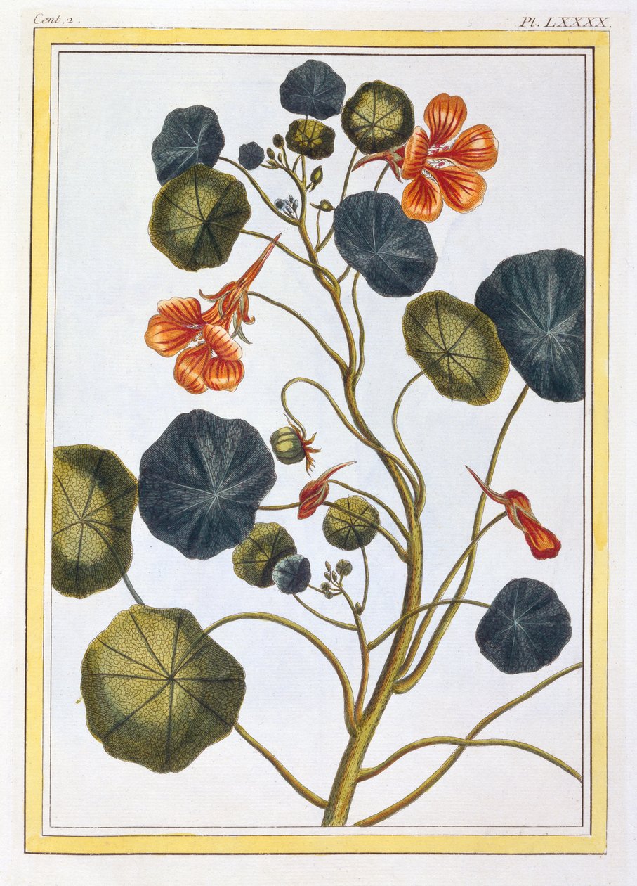 La Capucine (Nasturtium), n.1776 (käsinvärinen kaiverrus) tekijältä Pierre Joseph Buchoz