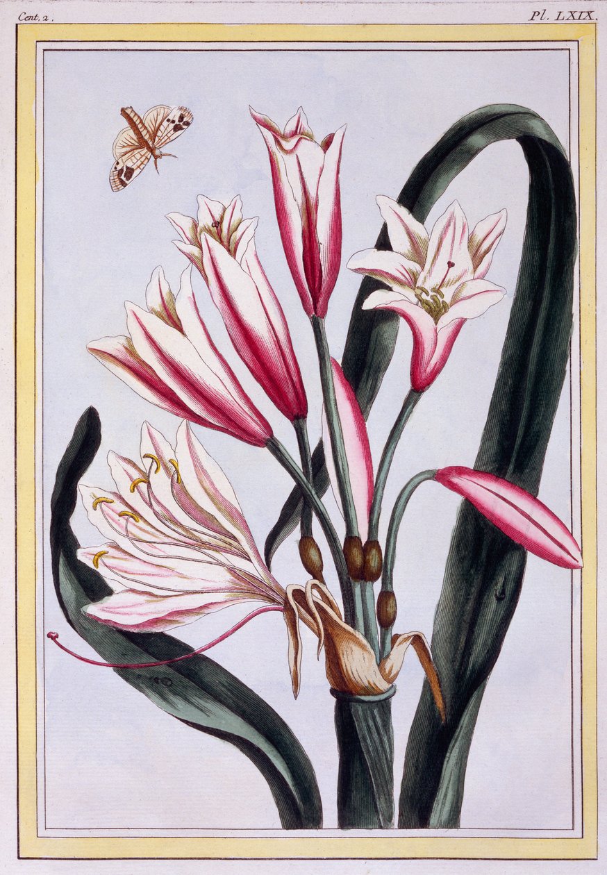 Pitkälehtinen amaryllis, n. 1776 (käsinvärinen kaiverrus) tekijältä Pierre Joseph Buchoz